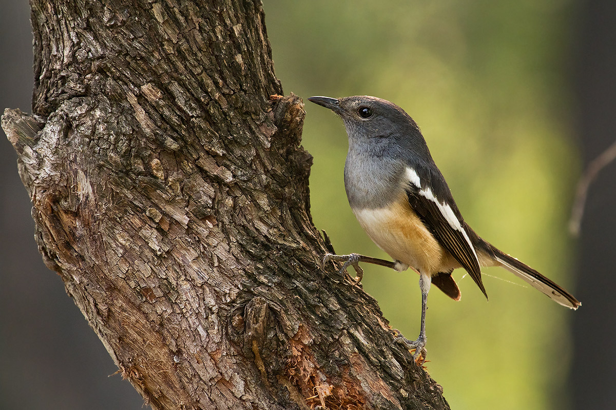 Oriental Magpie Robin female