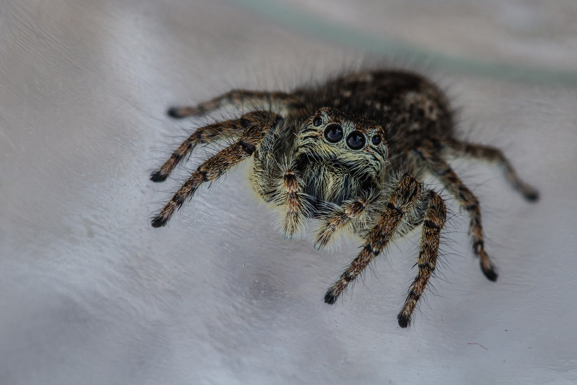 Sguardi: la pattinatrice