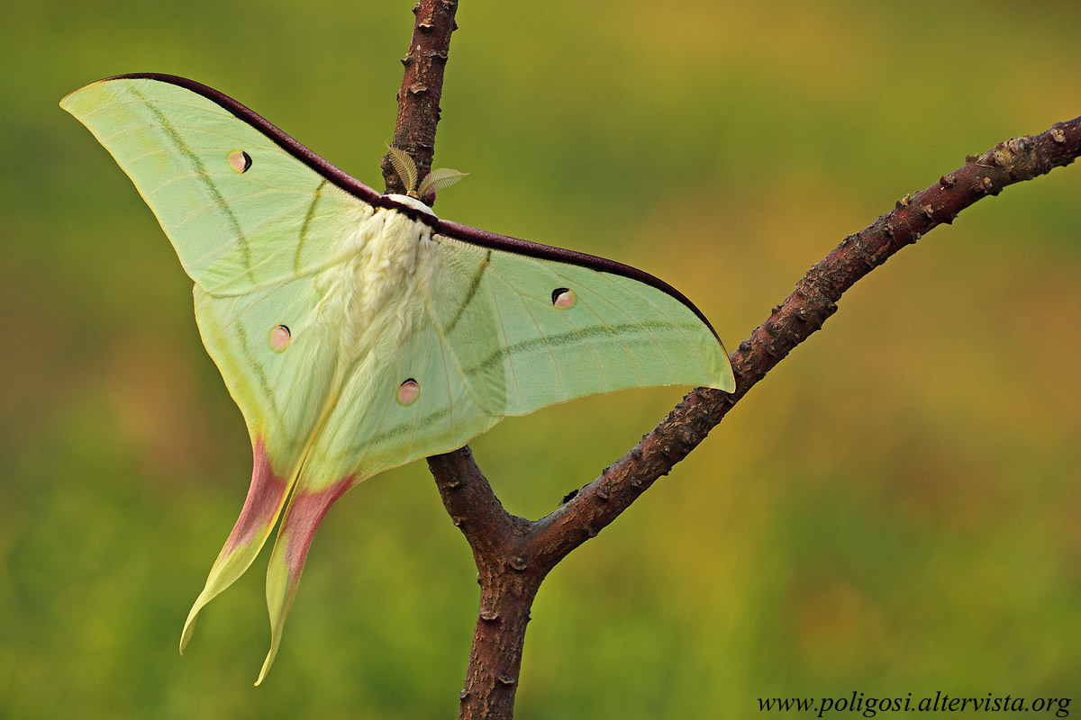 Actias selene
