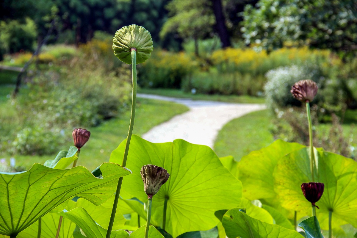 Nessuno in arrivo ...