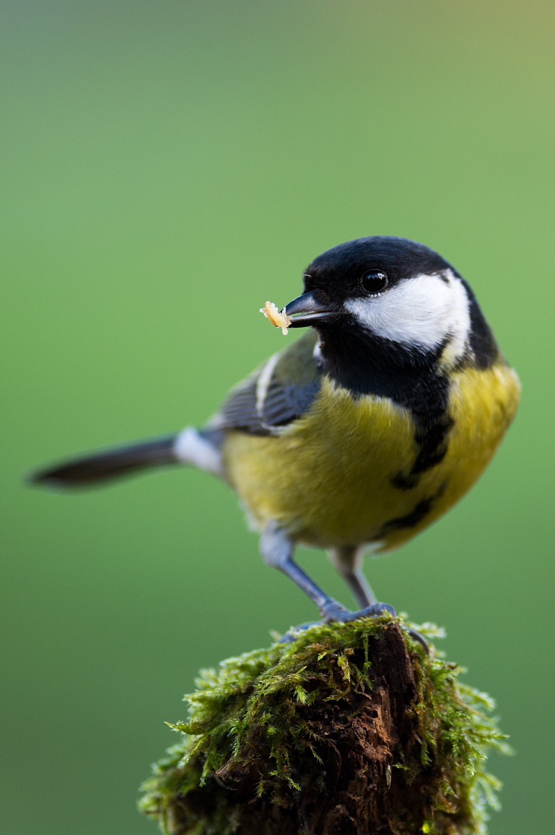 great tit
