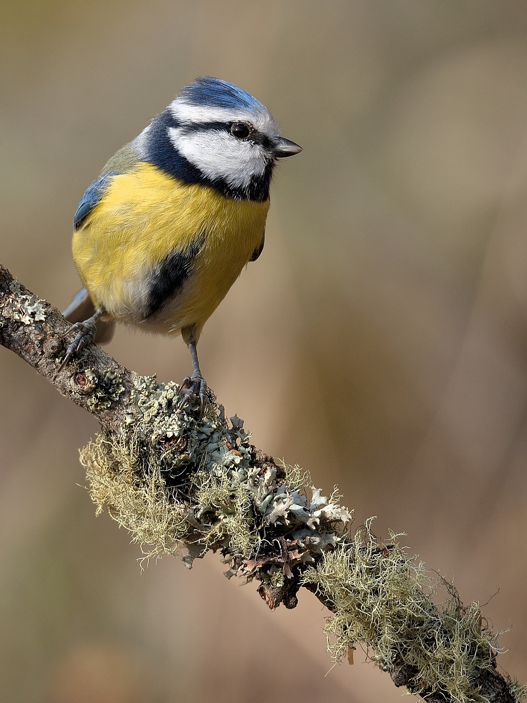 Cinciarella arruffata