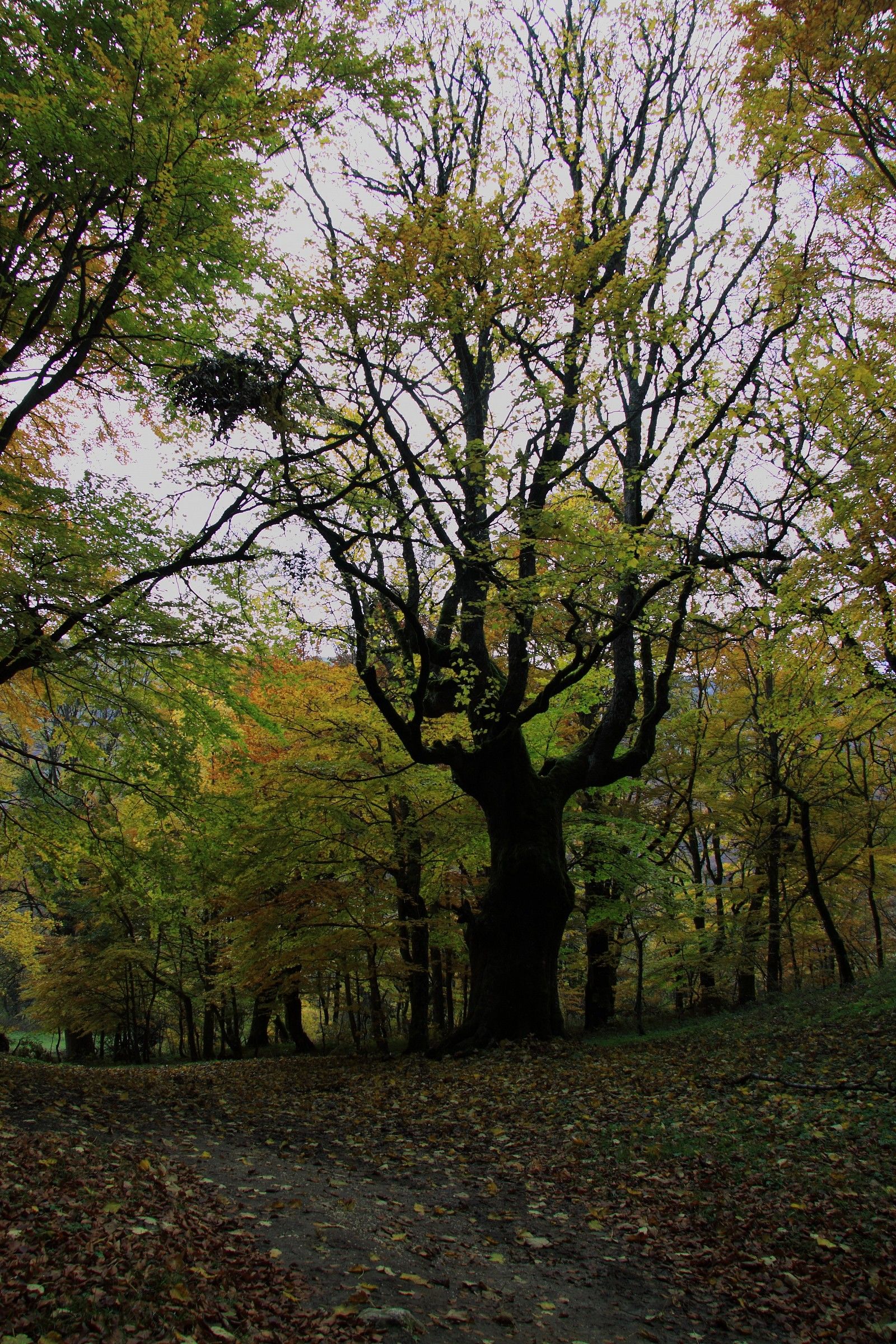 forest of S. Antonio
