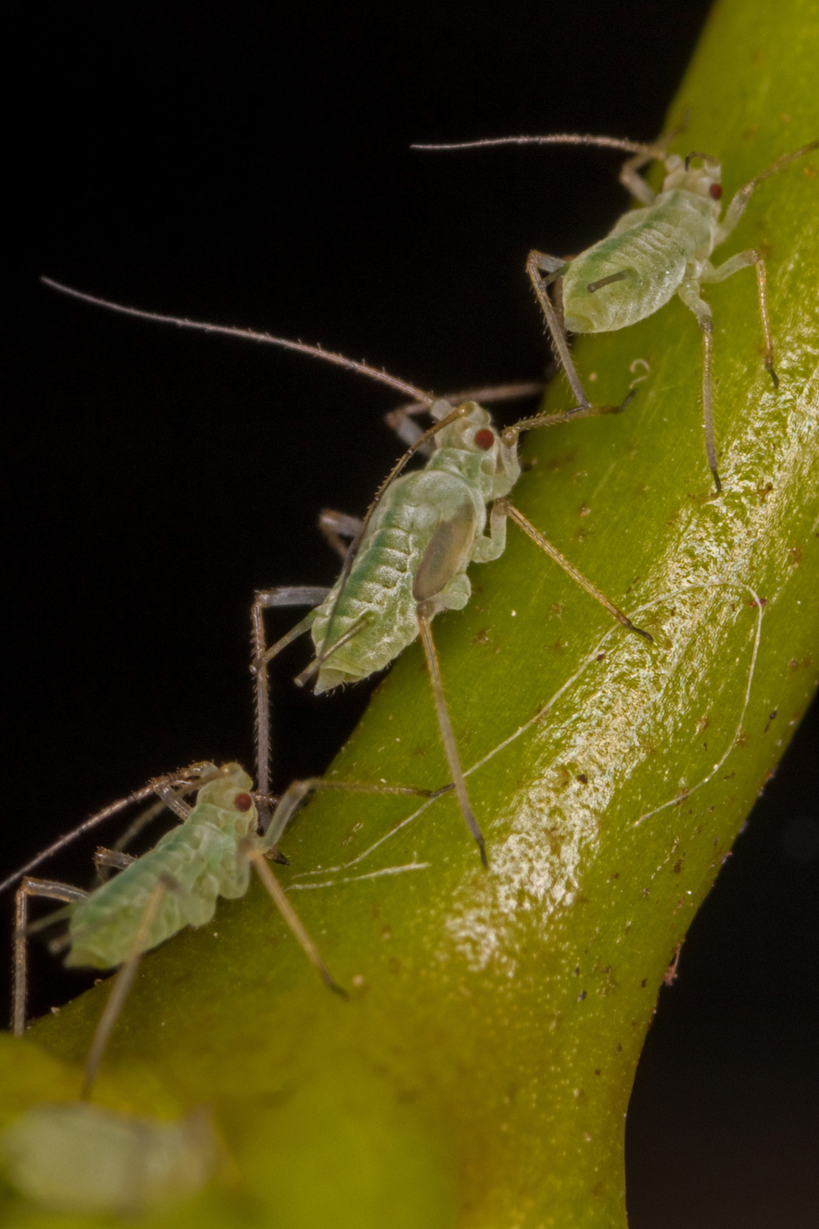 Aphids