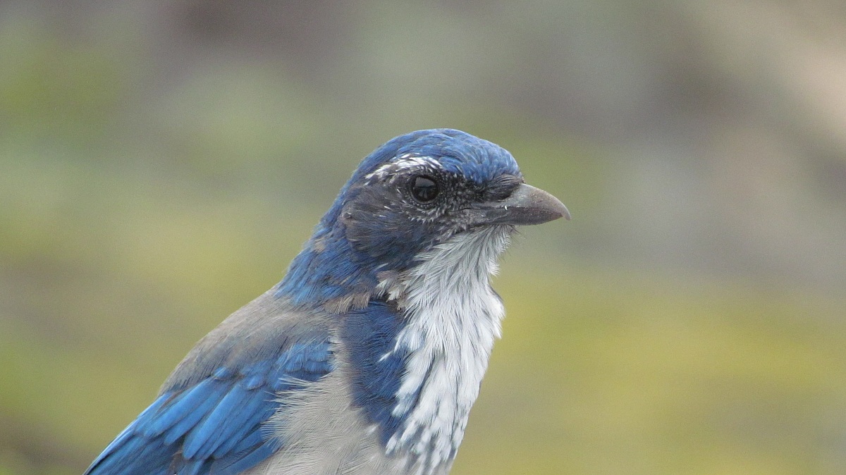 Bird Blue Mountain 2