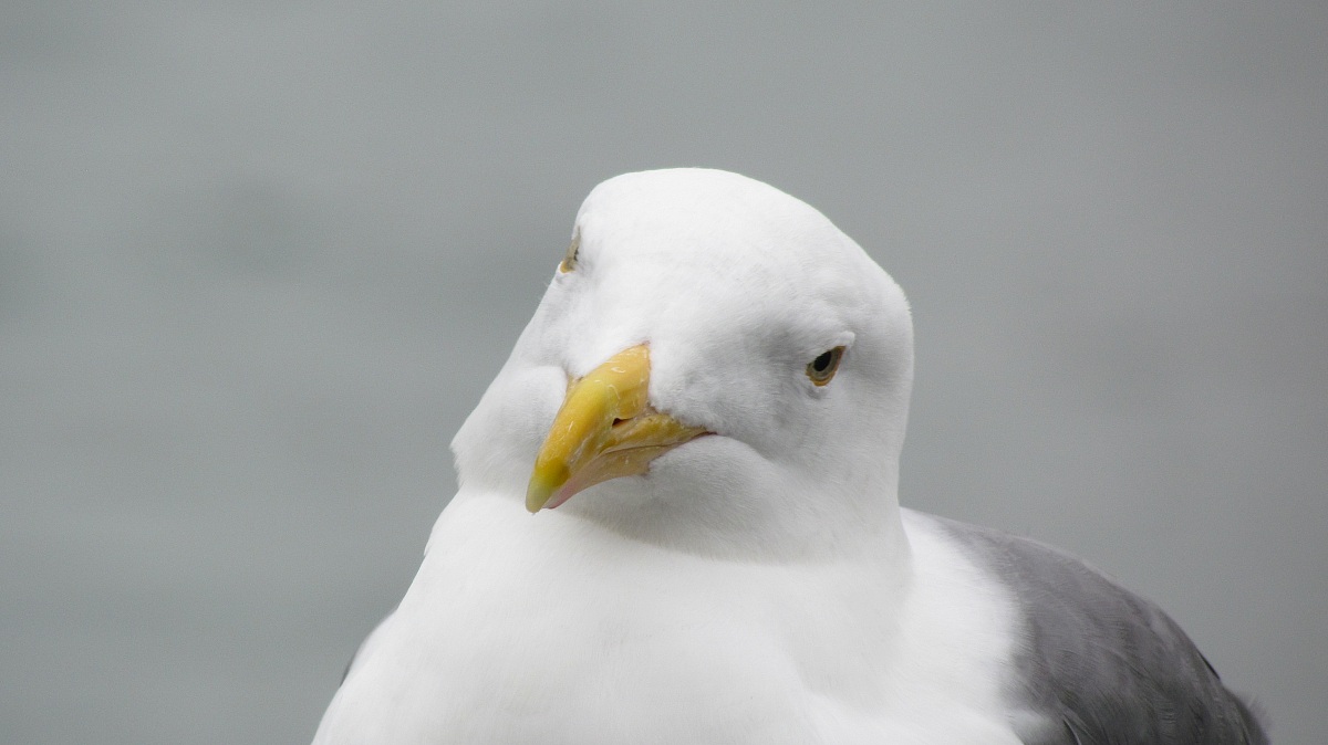 Gull-looking sweet