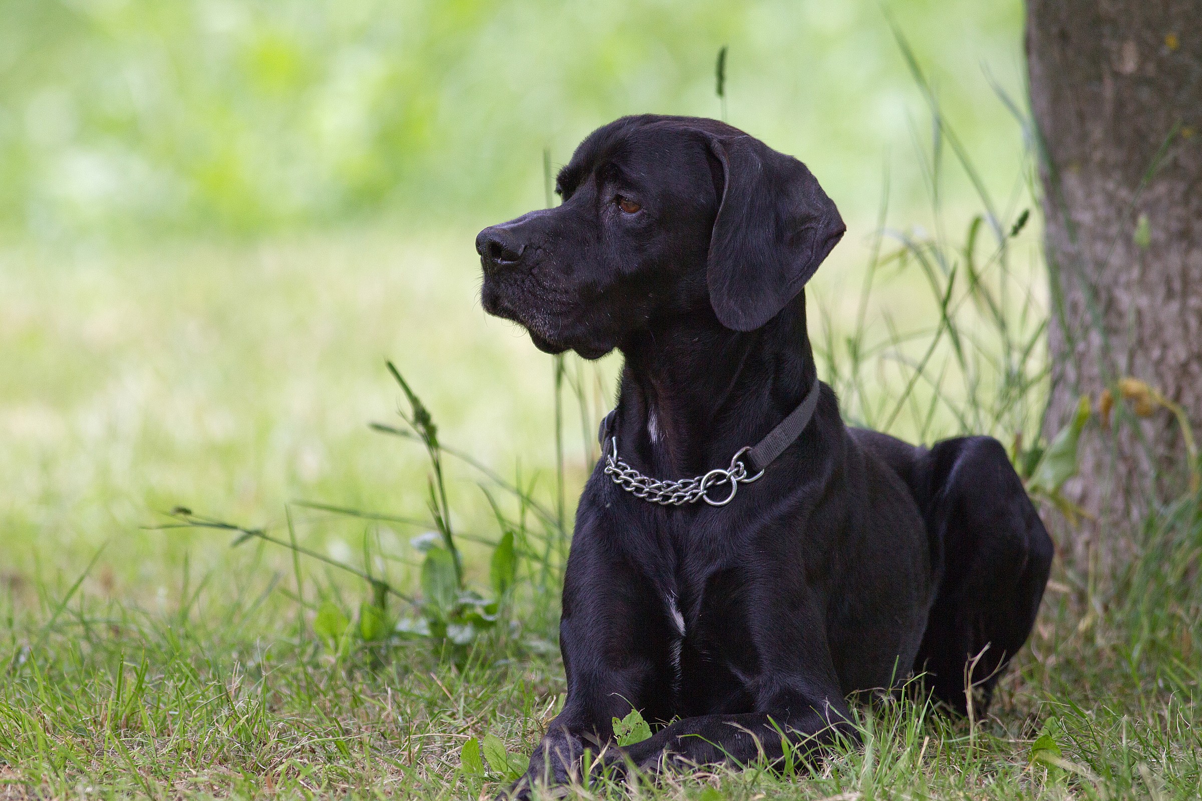 Tribute to an old friend