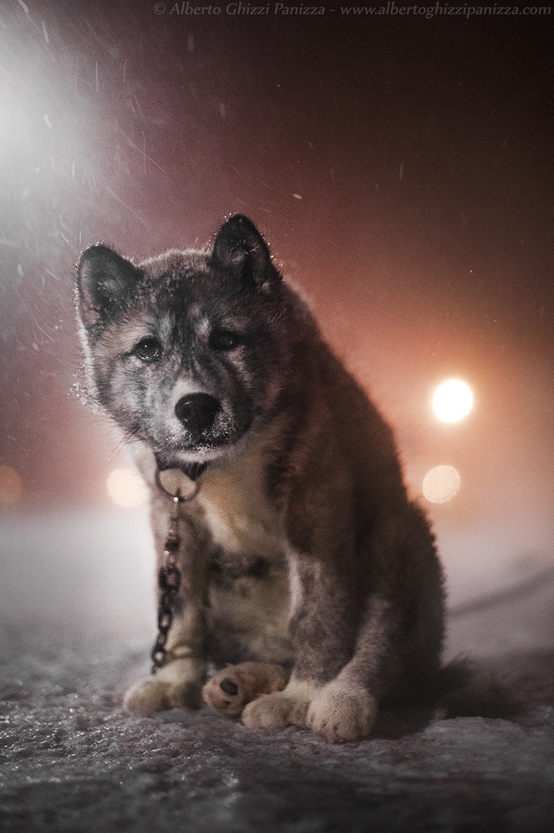 The hard life of a puppy in the Arctic