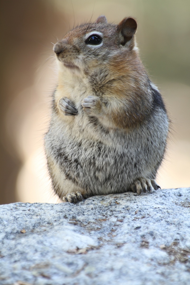 Scoiattolo della California