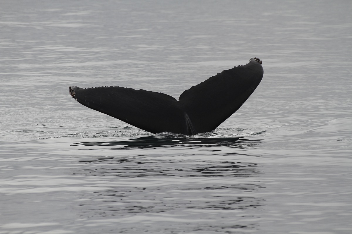 Humpback Whale