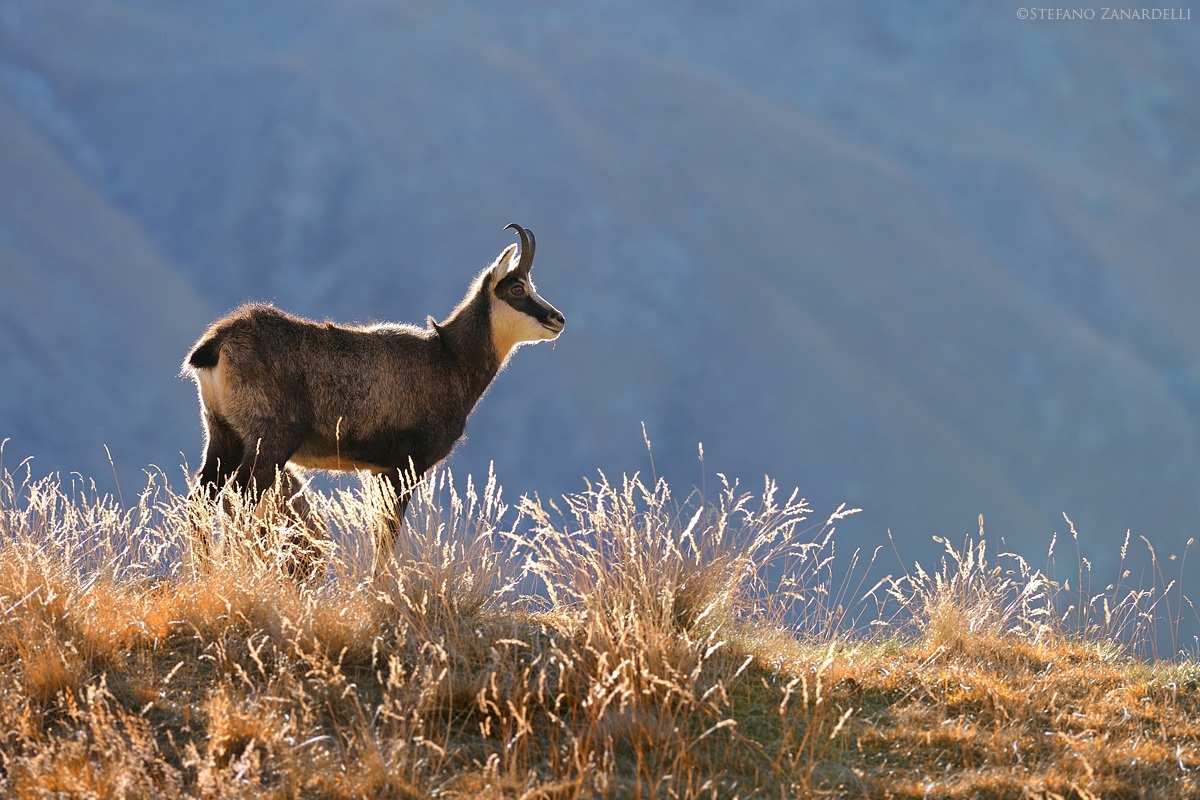 Il Camoscio e la Luce...