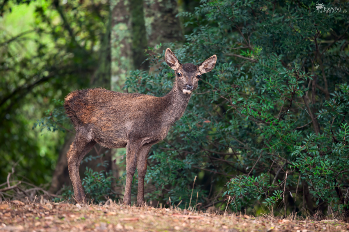 Giovane femmina di Cervo Sardo
