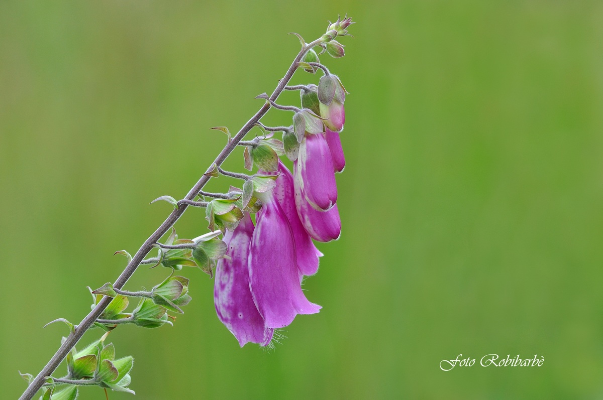 Digitale purpurea...