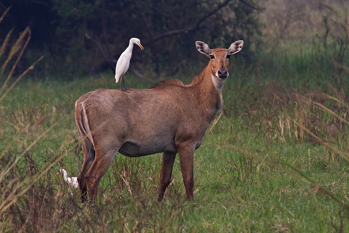 Nilgai