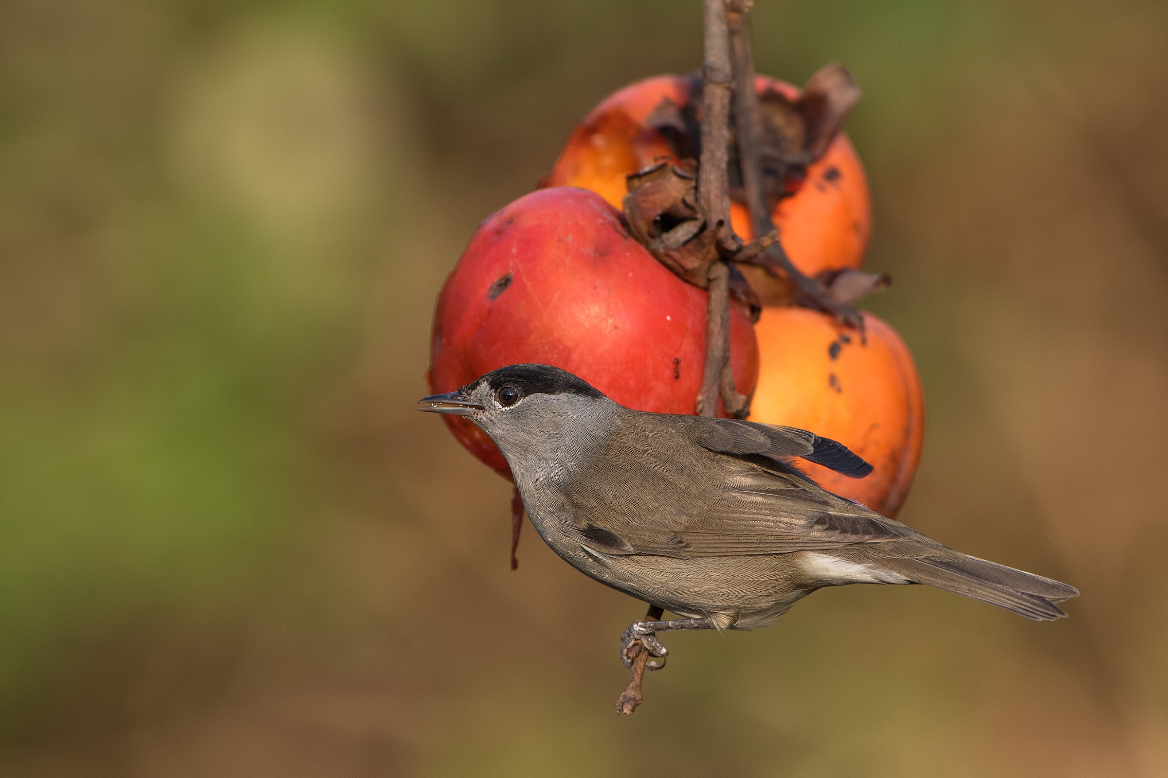 blackcap of persimmon