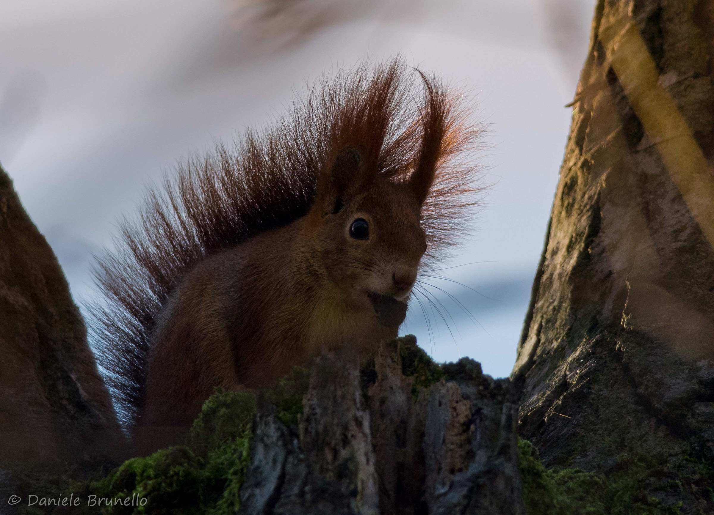 Sciurus vulgaris fuscoater