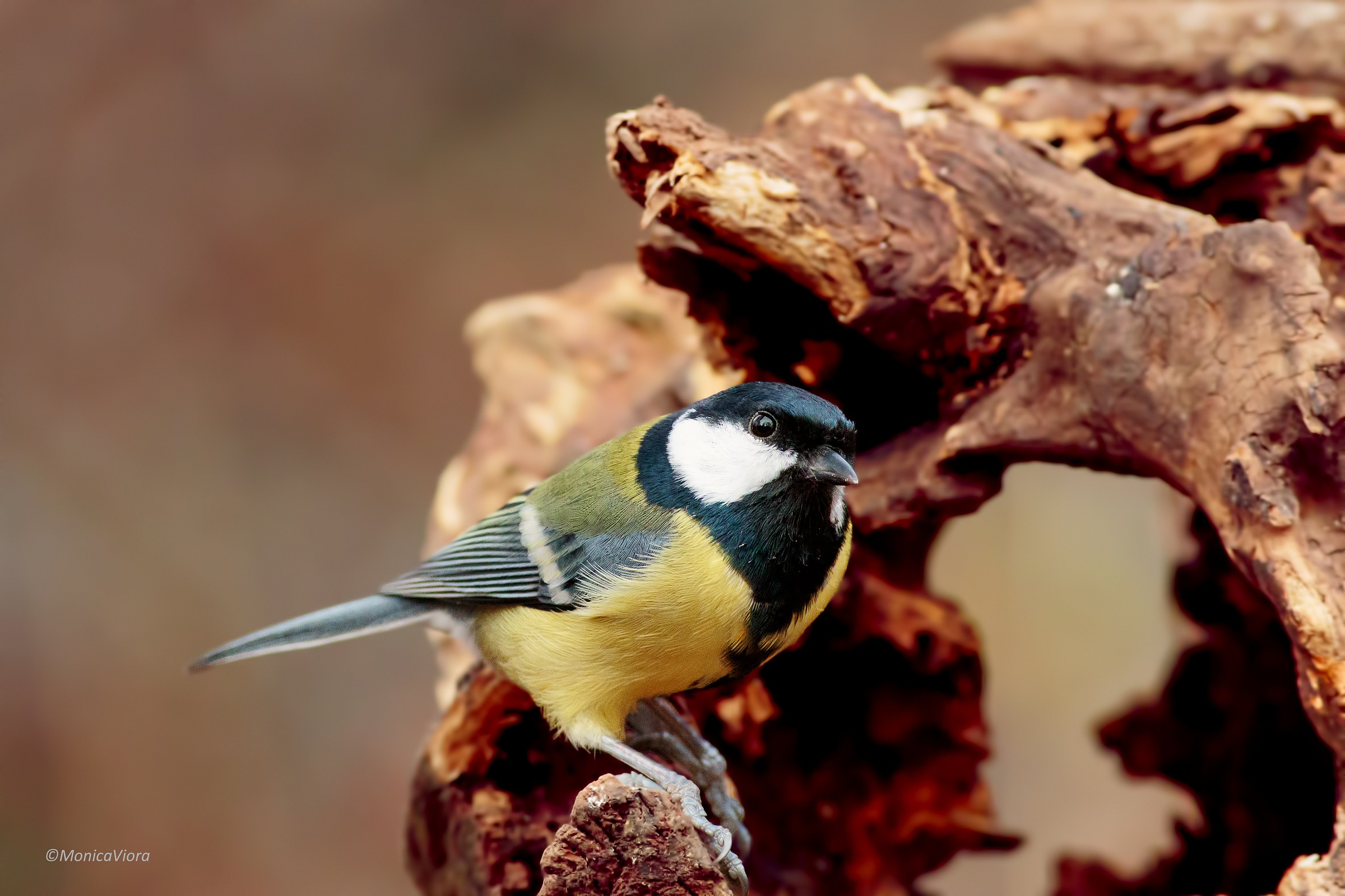 titmouse heart helps