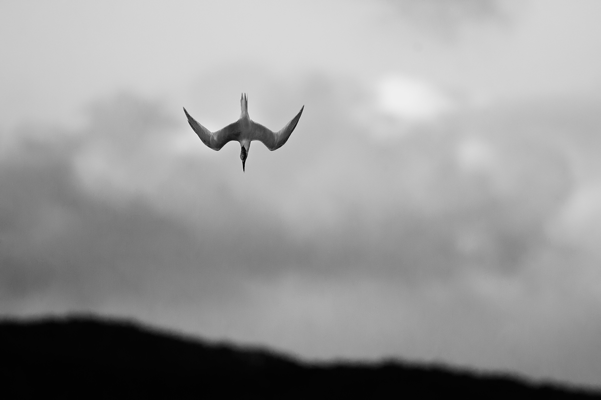 Sandwich tern Sterna