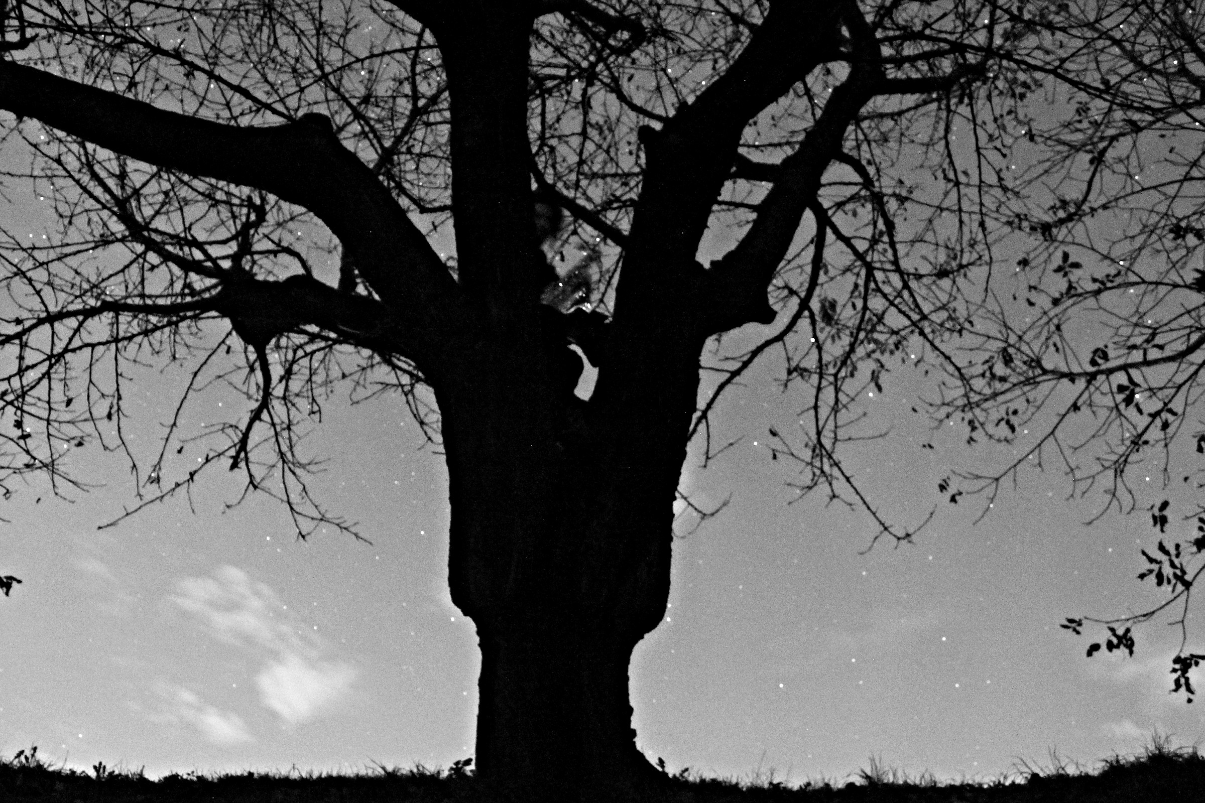 The Man on the Tree.