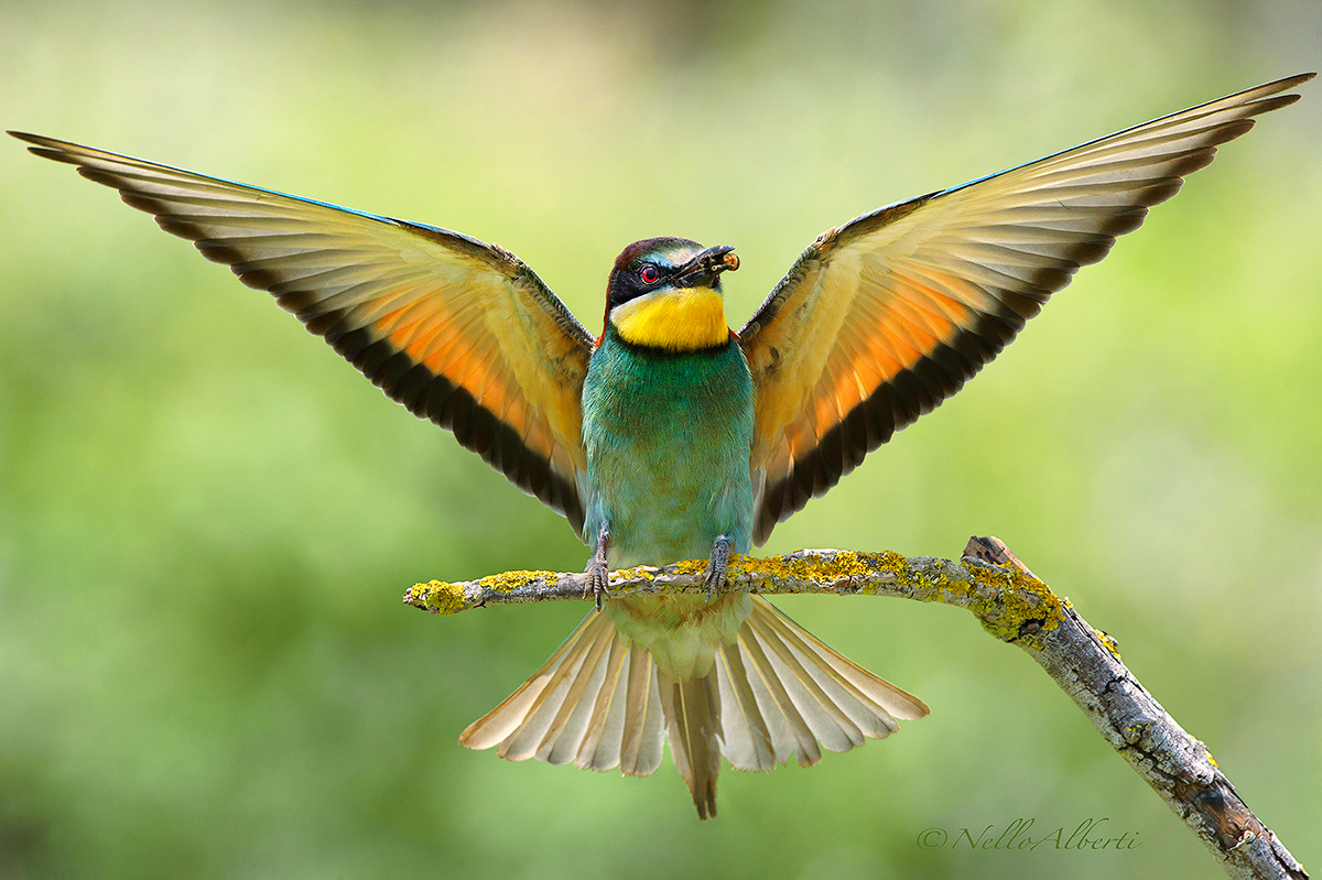 Gruccione a pieno formato che di più  non si pu&ograv...