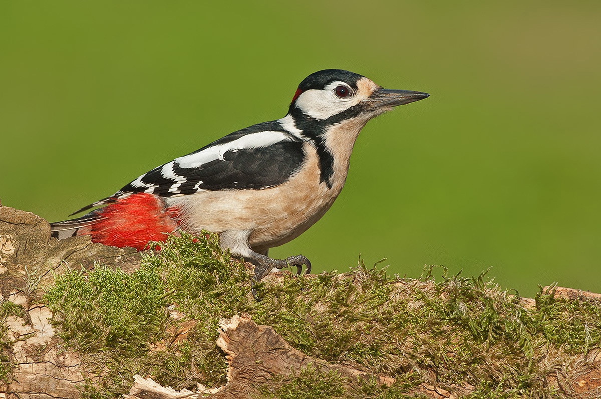 woodpecker