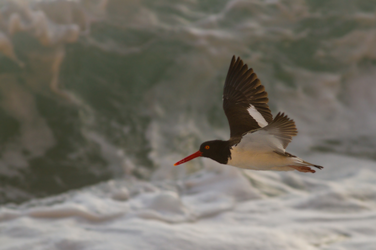 Oystercatcher