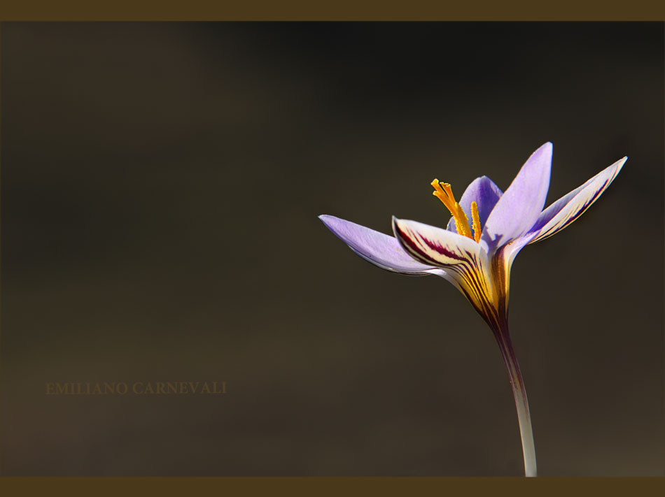 Crocus