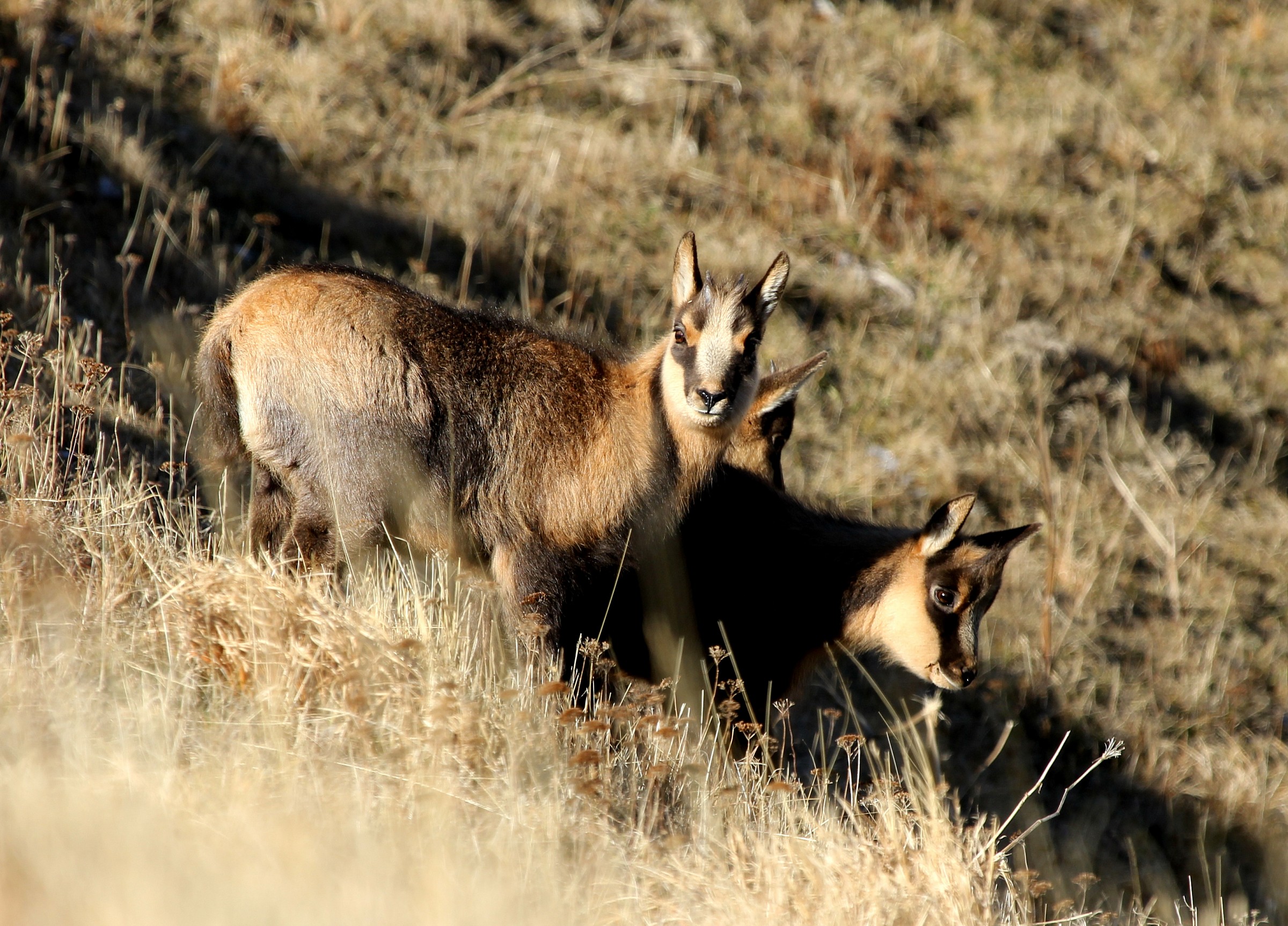 Camoscio appenninico, piccoli