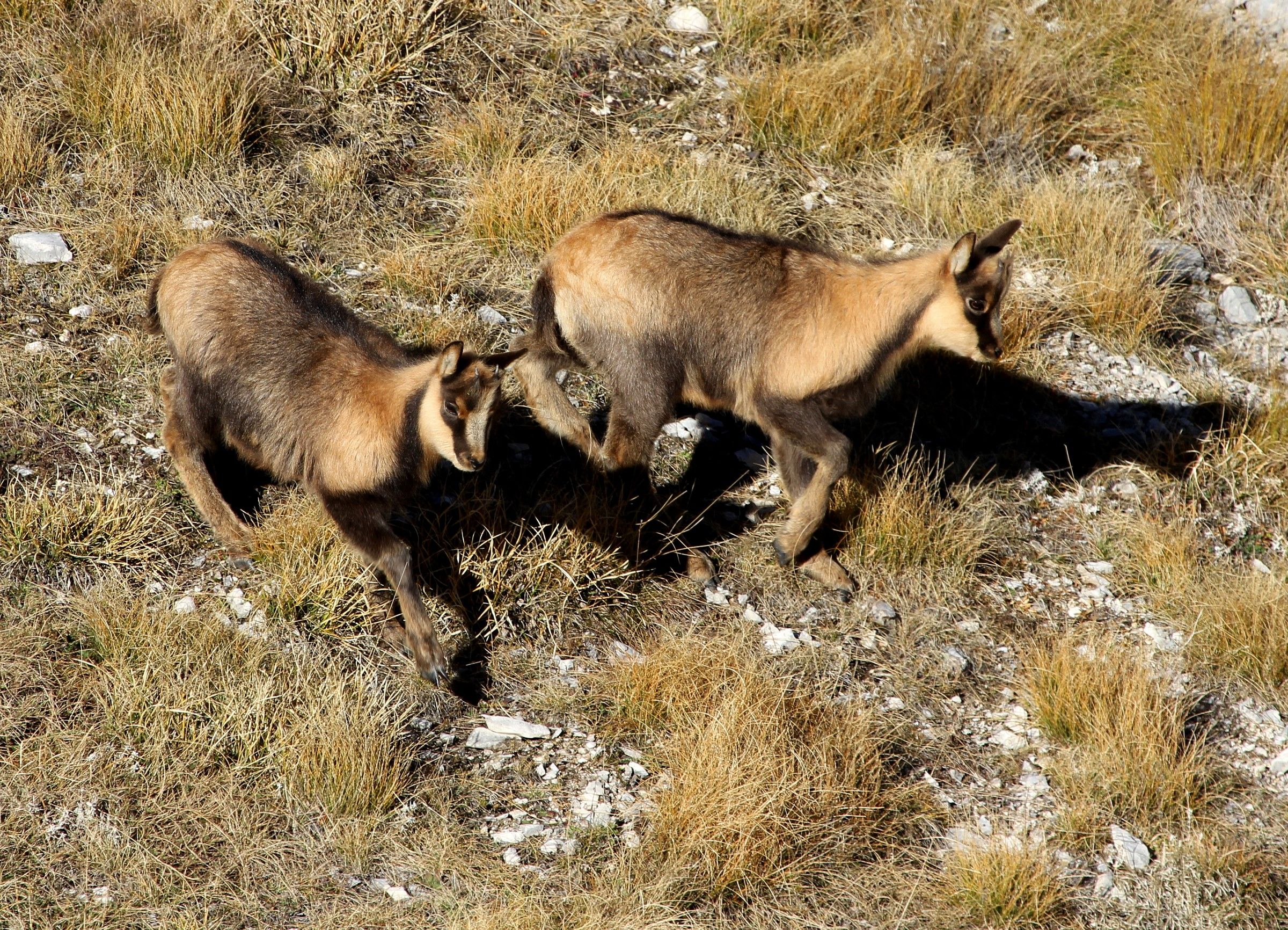 camoscio appenninico, piccoli