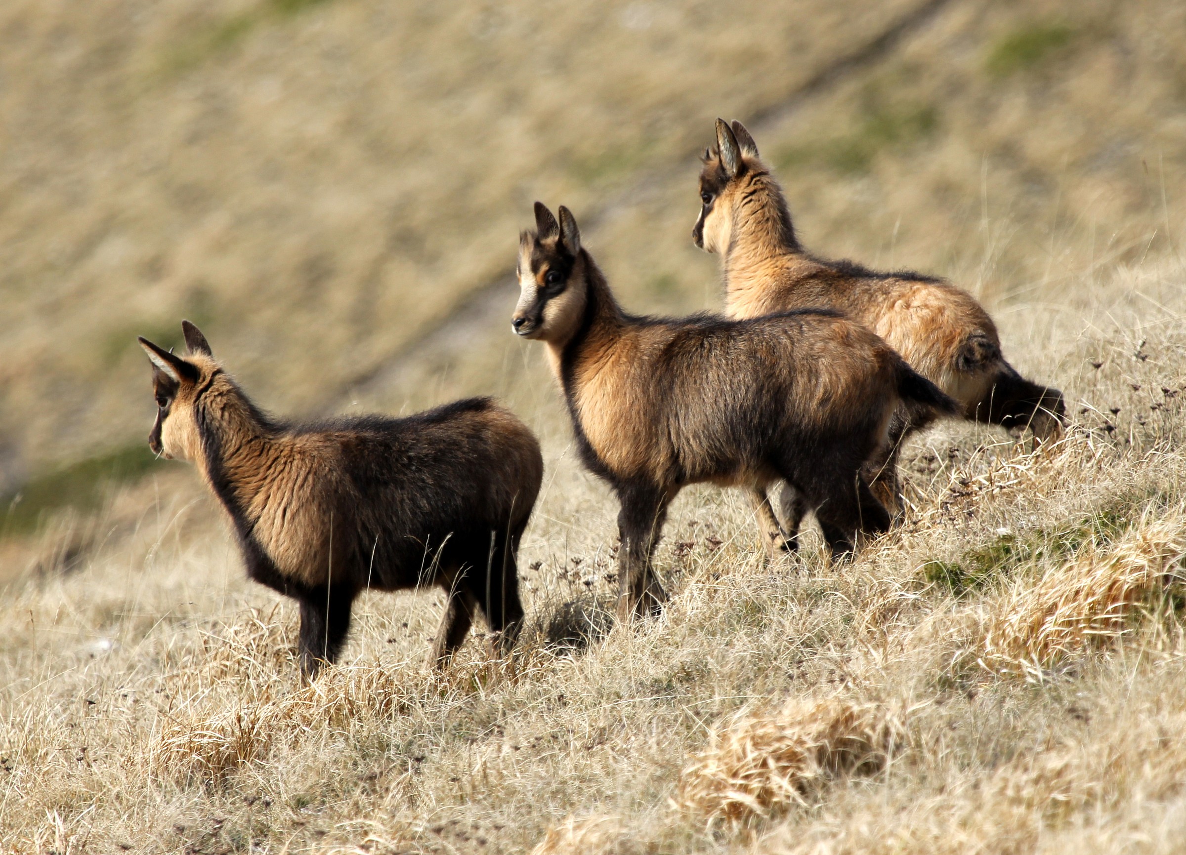 camoscio appenninico, piccoli