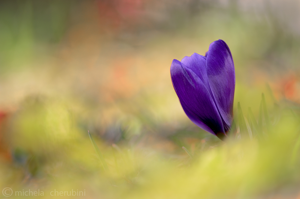 crocus