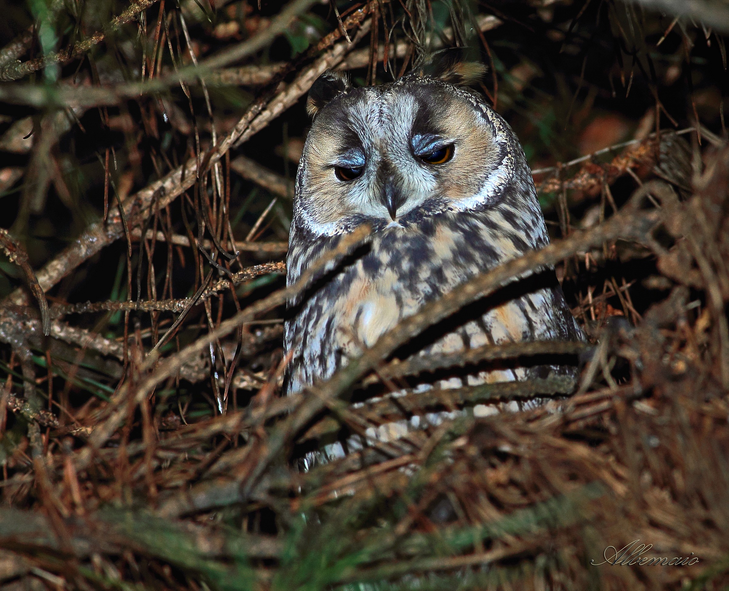 Gufo Comune .... ancora assonnato