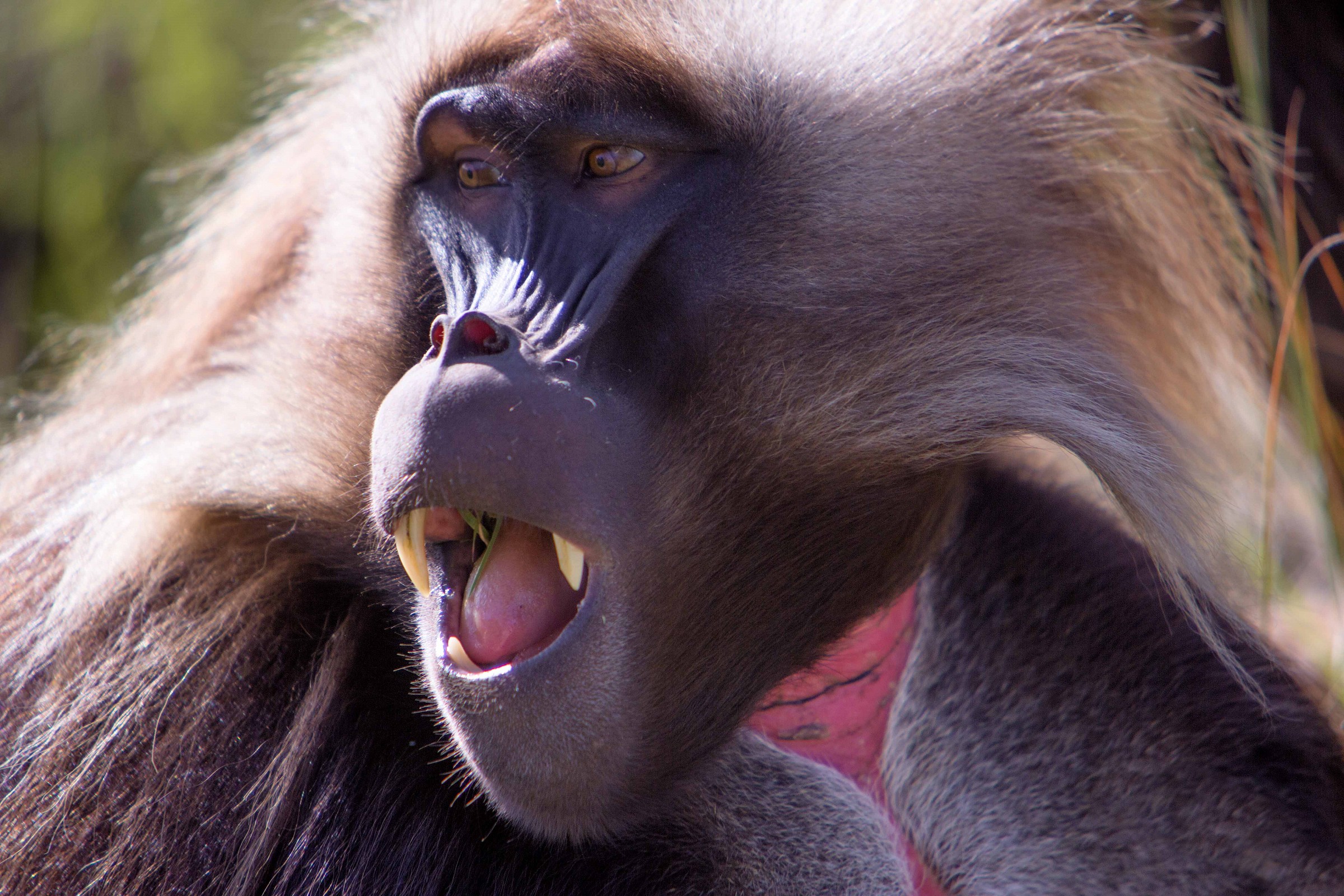 gelada 1