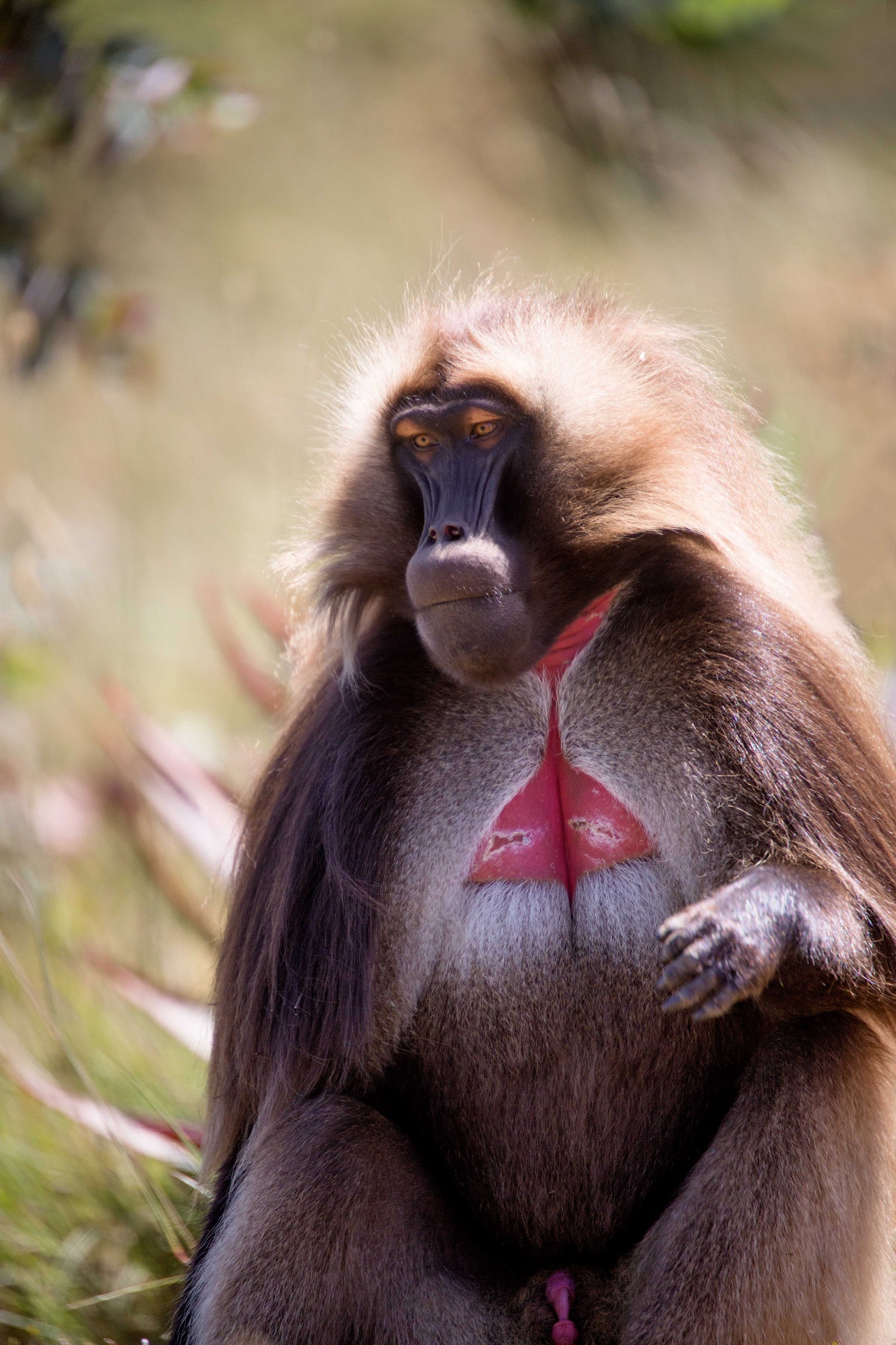 gelada 2
