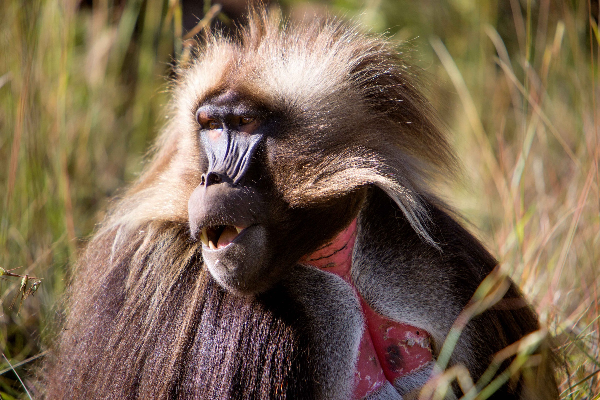 gelada 3