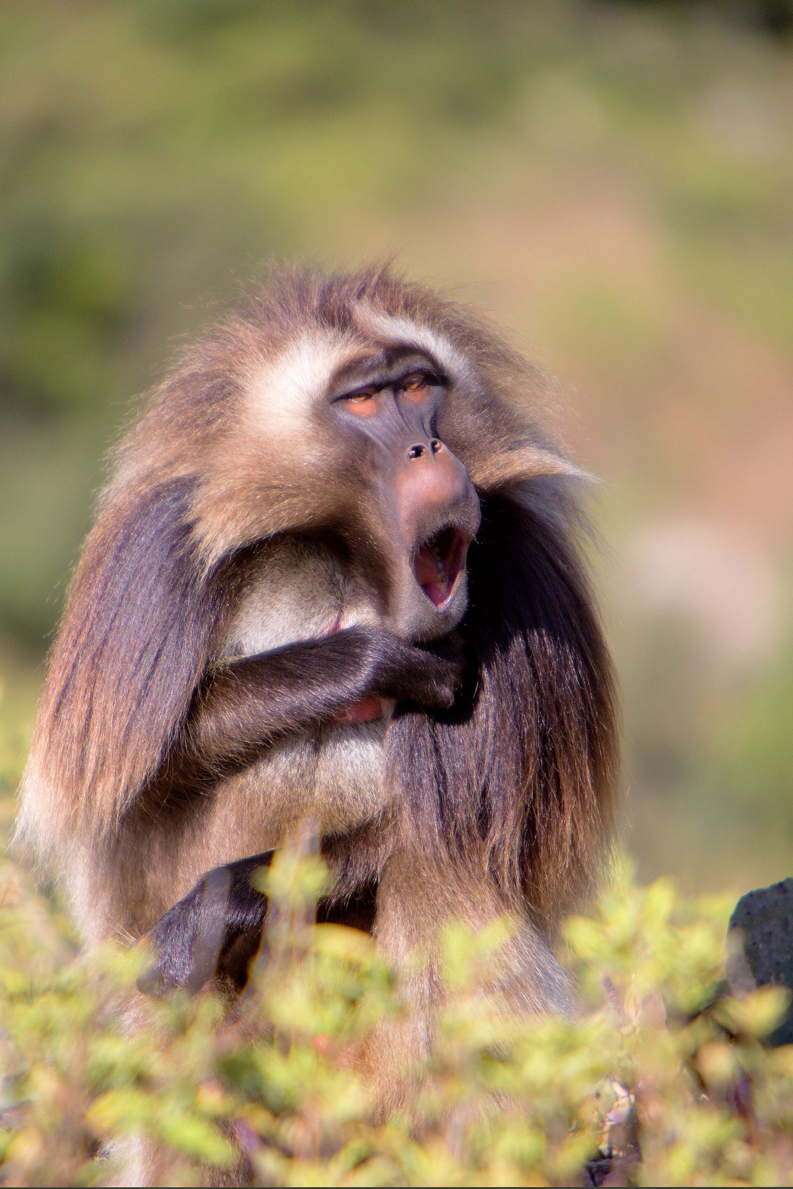 gelada 4