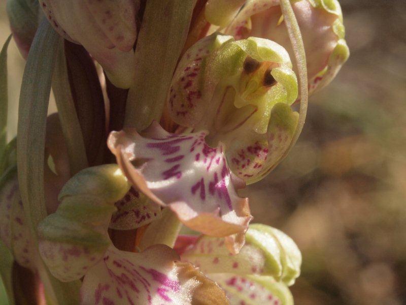 Himantoglossum robertiano