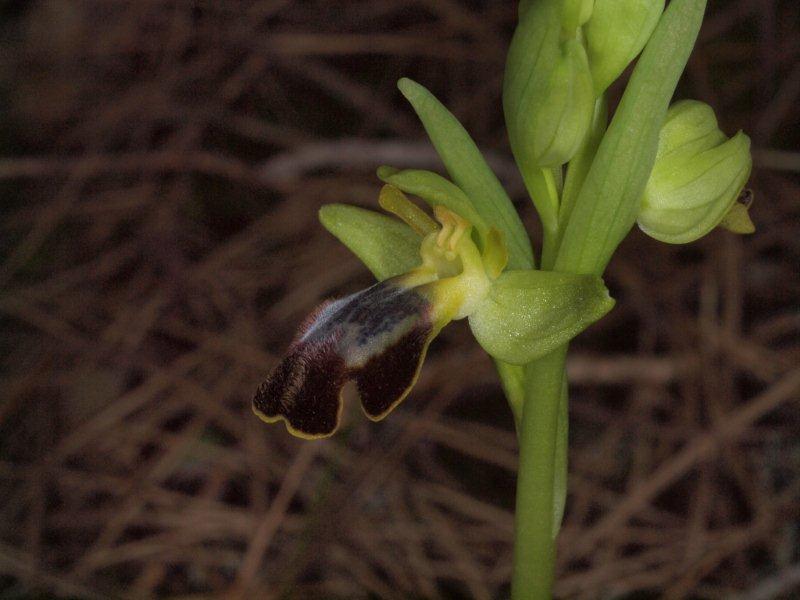 Ophrys fusca
