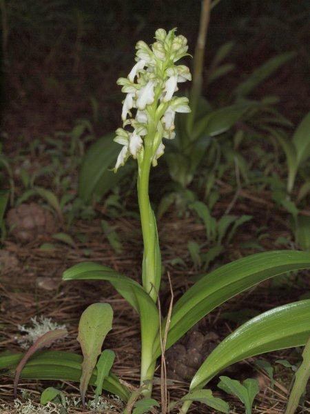 Himantoglossum robertiano apochromatic
