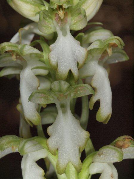 Himantoglossum robertiano apocromatico