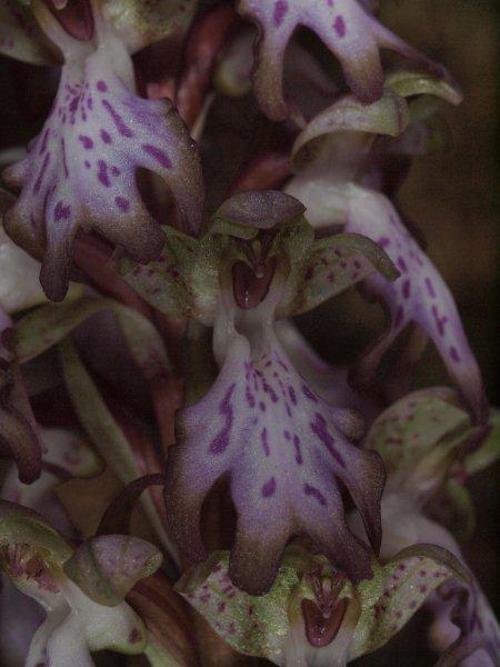 Himantoglossum robertiano