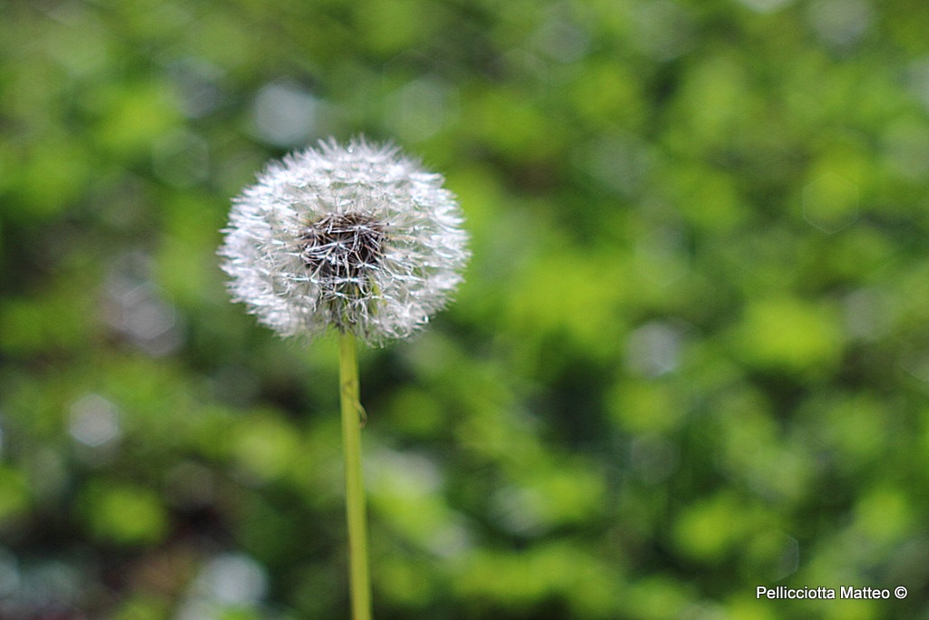 Dandelion