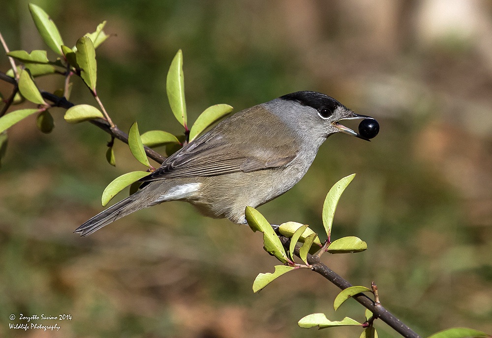blackcap ... (Pearl)