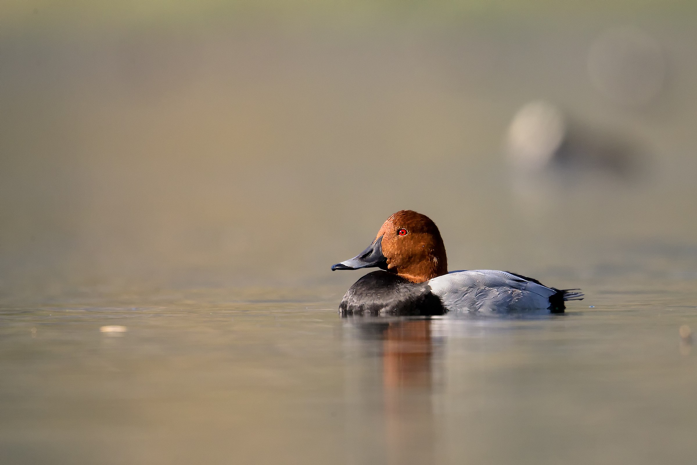 Pochard