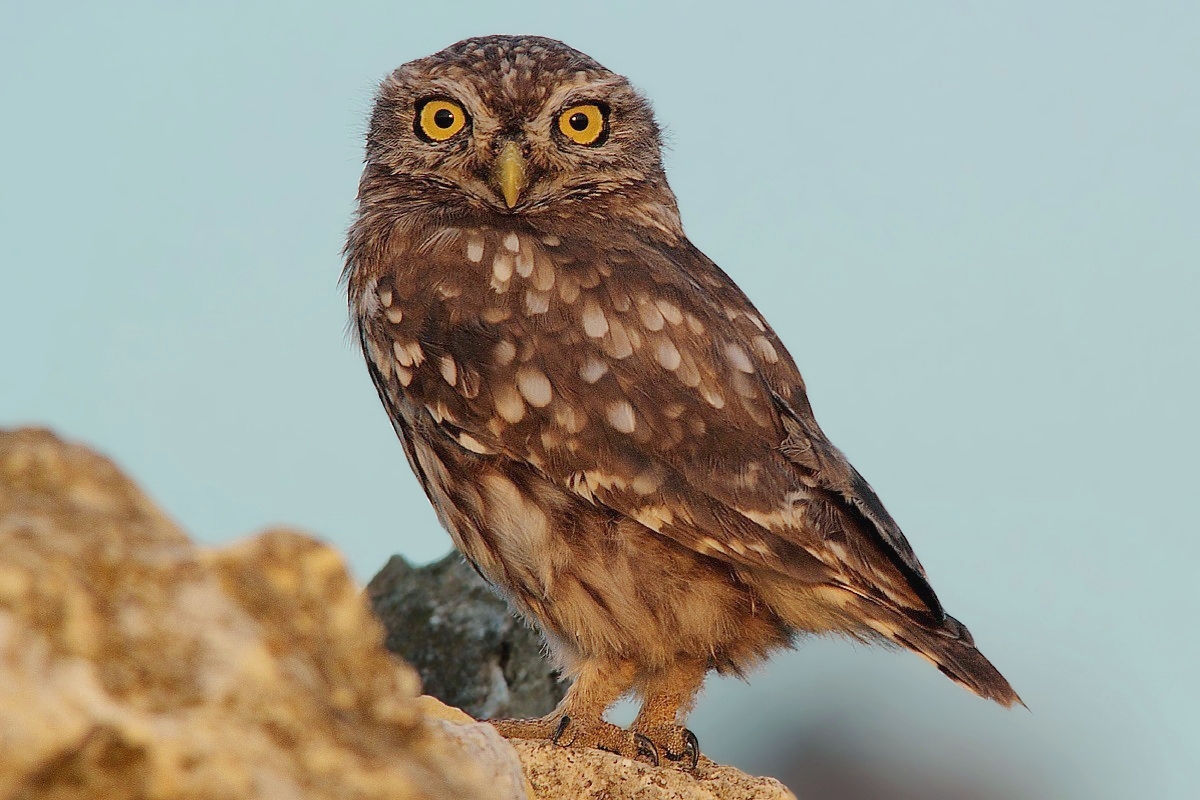 Civetta all'ultimo sole