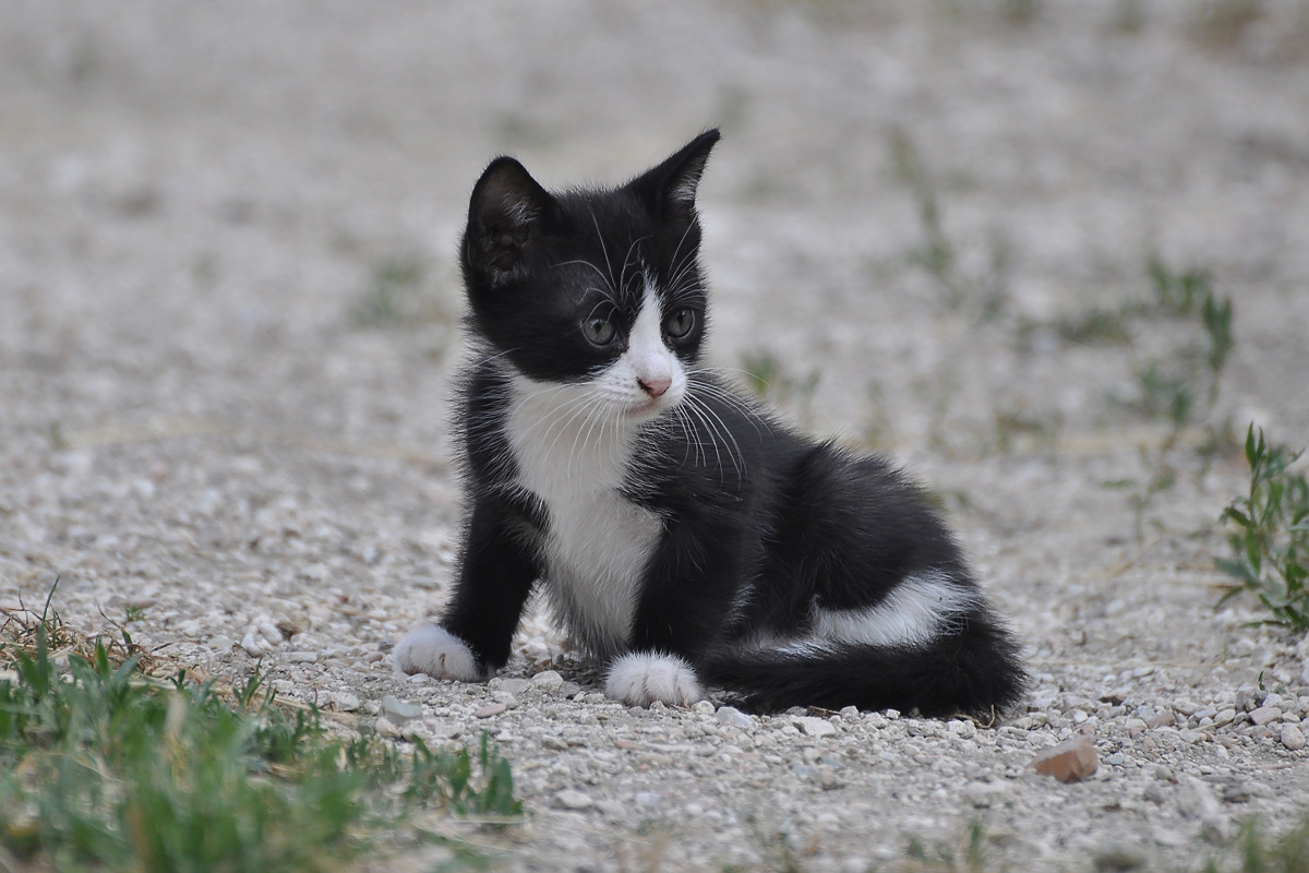 Gatto Felix pensieroso....