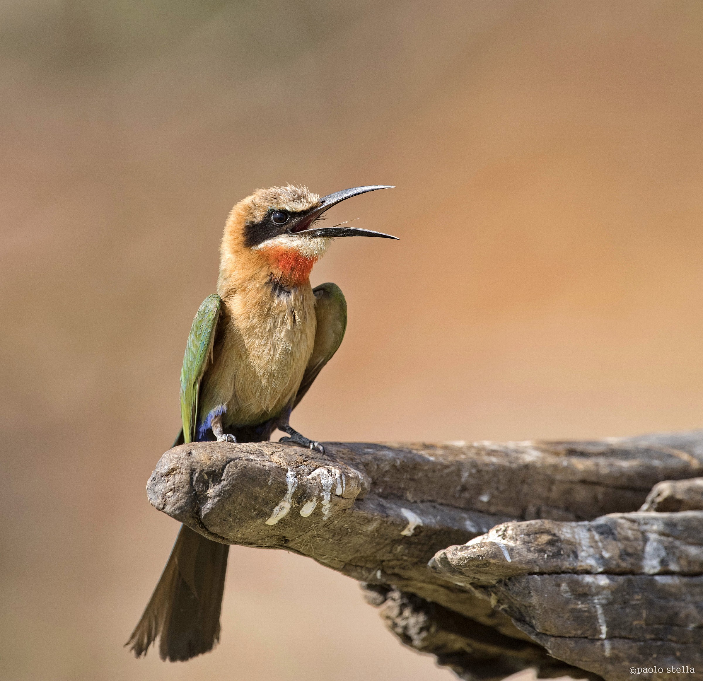 singing bee-eater