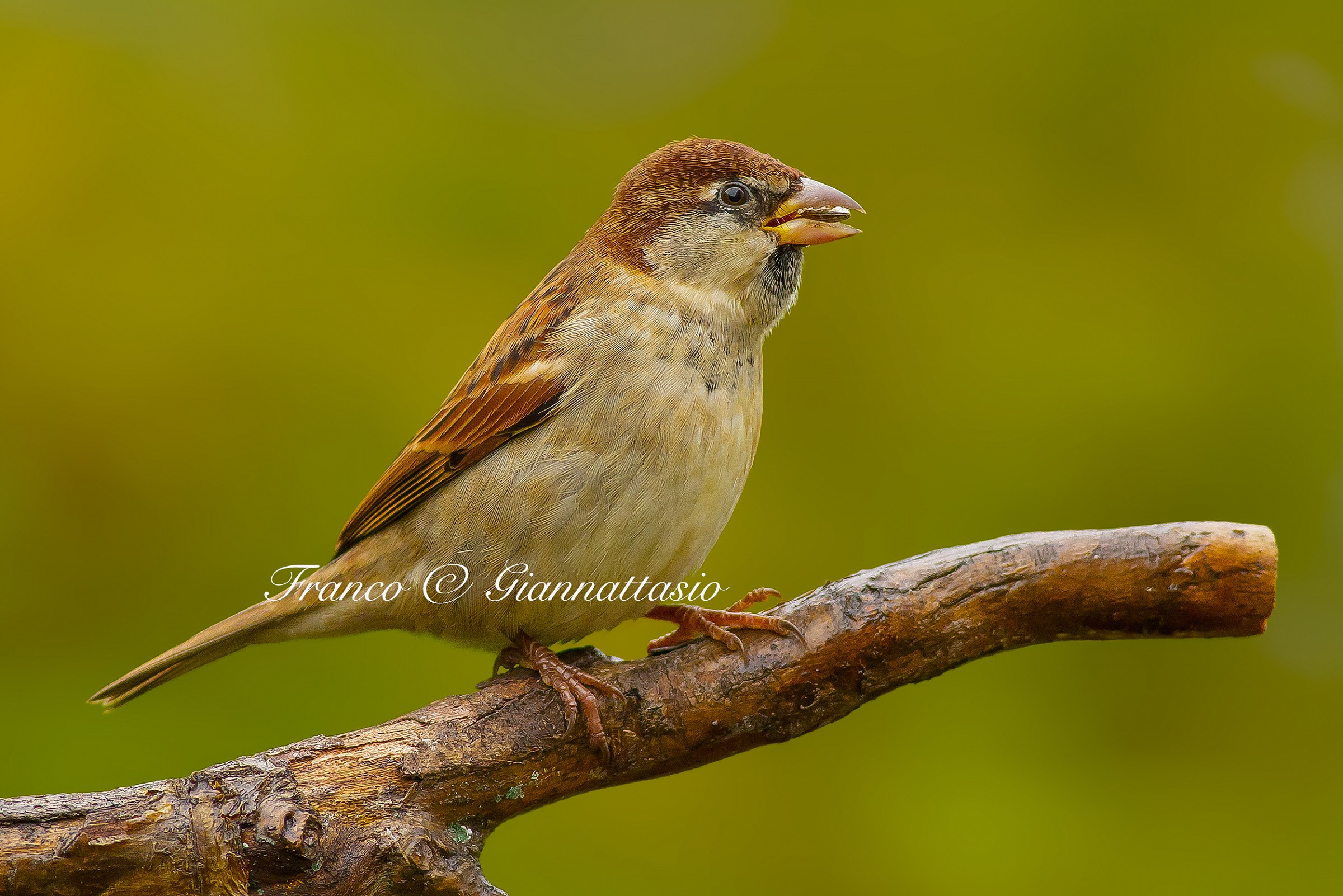 Common sparrow.