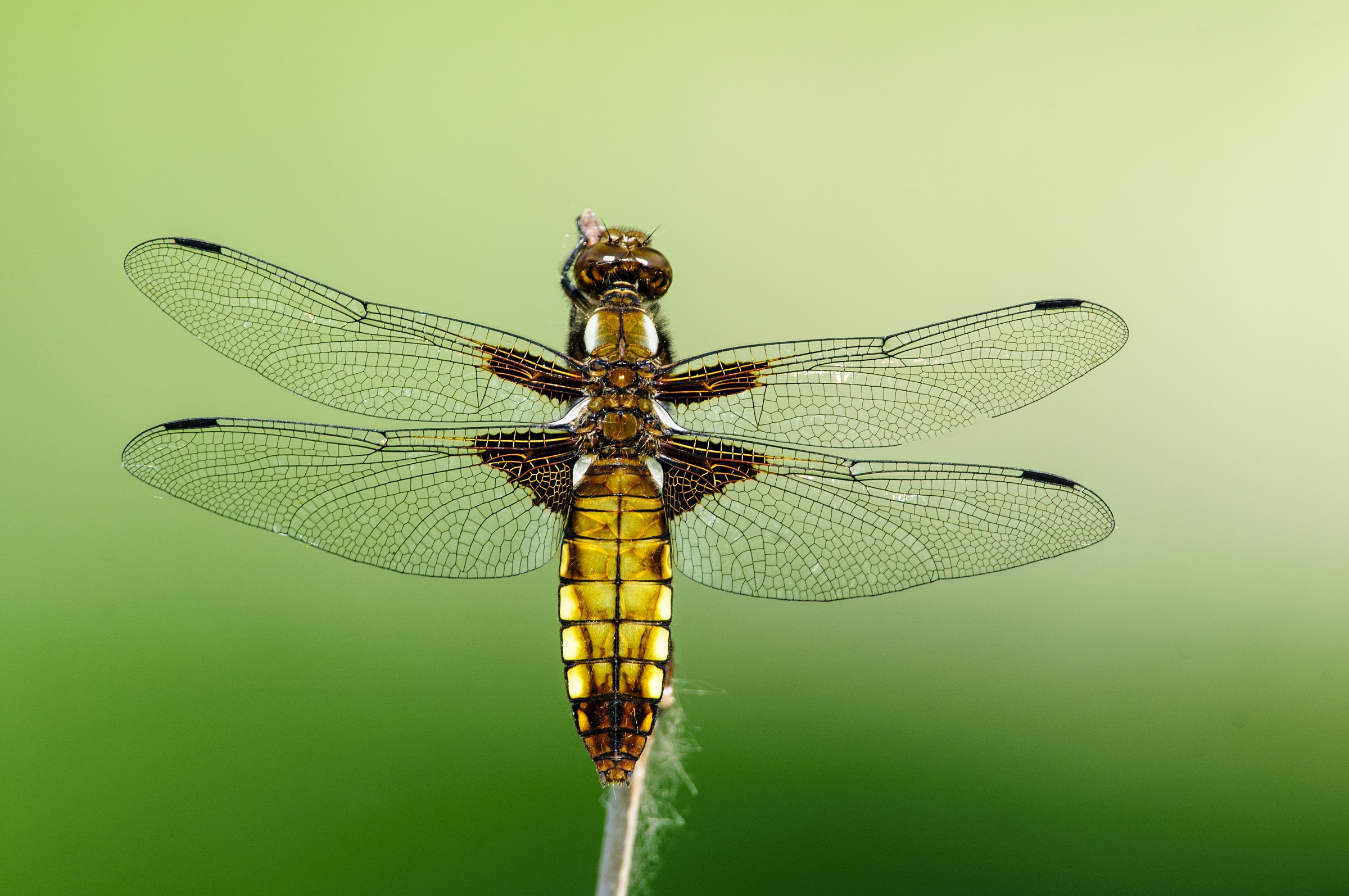 libellula depressa