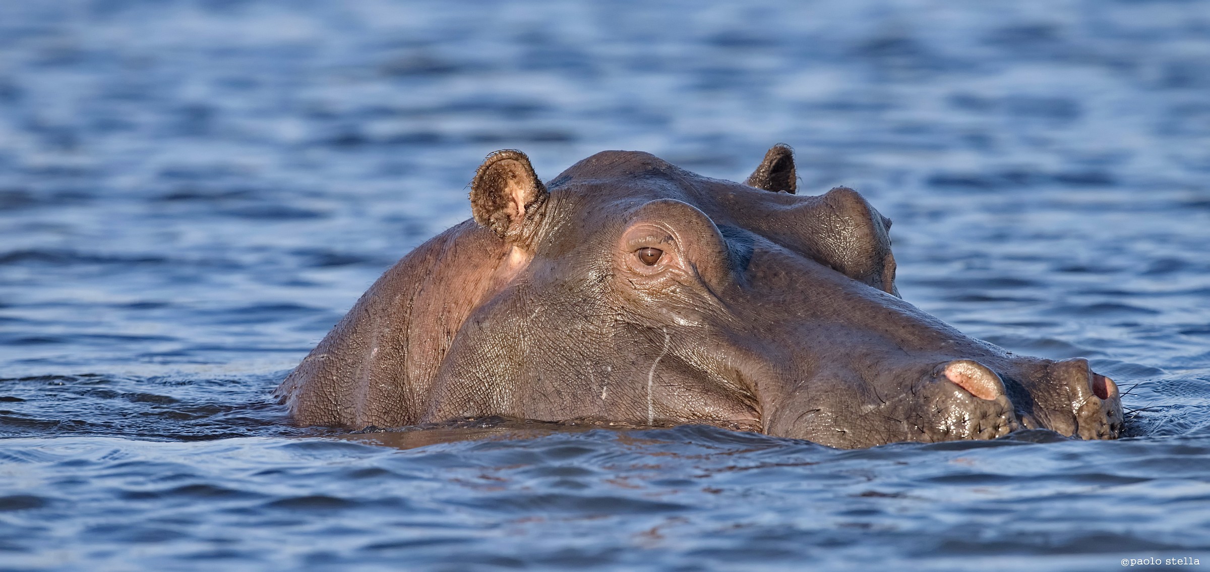 hippo's close-up